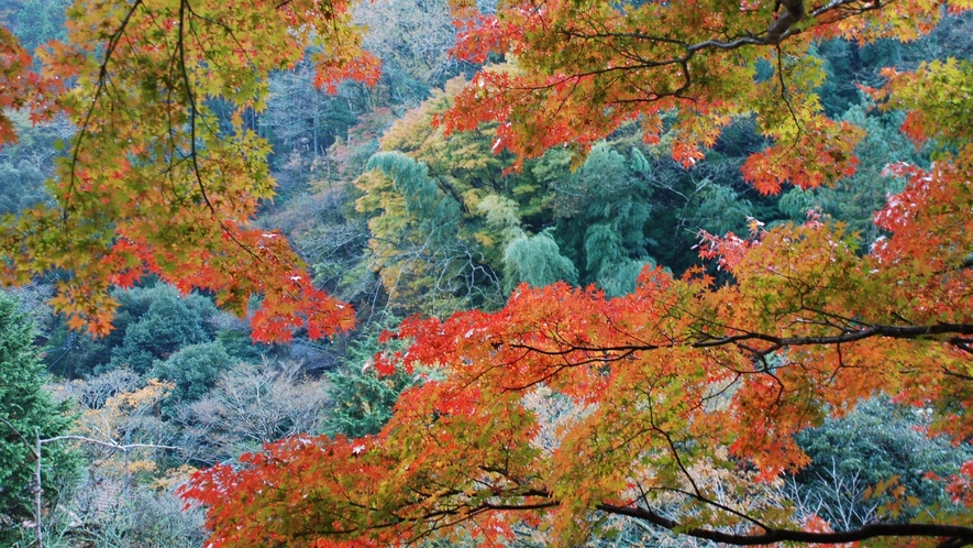 季節：秋の吉奈温泉