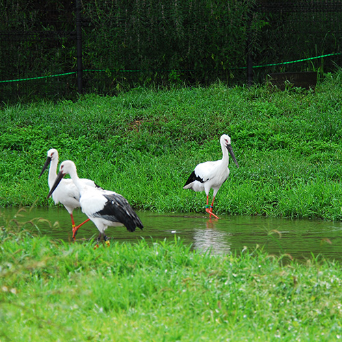 【コウノトリの郷公園】100羽近くのコウノトリを飼育する幸せを運ぶスポット（当館より車で約25分)