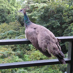 *時々遊びに来る孔雀