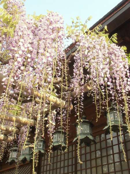 HOTEL Allamanda（ホテル アラマンダ） - 写真 287