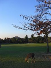 奈良公園・春日野