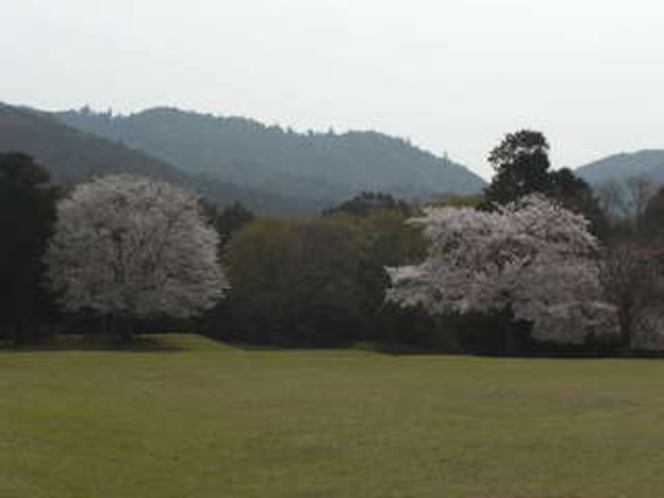 奈良公園・飛火野の桜