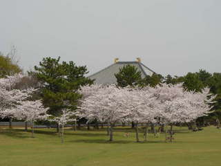奈良公園・春日野の桜