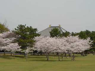 春日野の桜