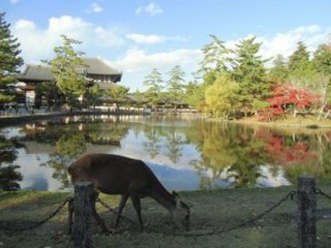 東大寺の紅葉