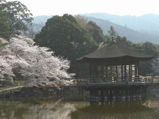 浮見堂の桜