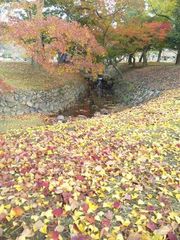 奈良公園の紅葉