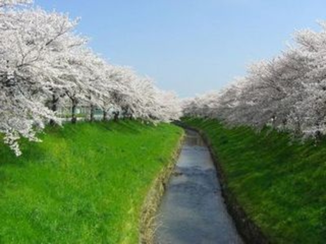 佐保川の桜