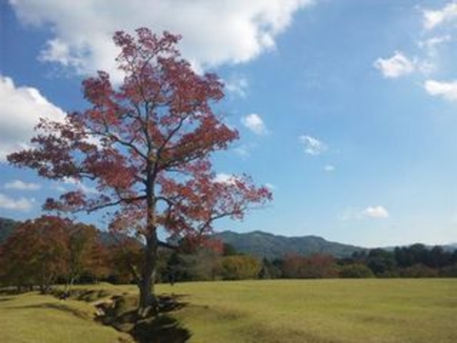 奈良公園・飛火野