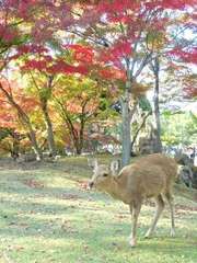 紅葉と鹿