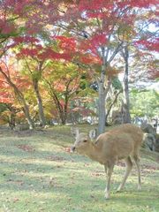 奈良公園の紅葉