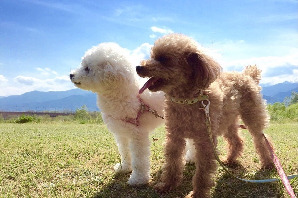 【楽天月末セール】愛犬連れ旅行応援！ワンちゃん同伴ルームがお得★／饗宴コース＜ドッグラン完備＞