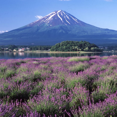 *【河口湖大石公園から望む富士】当館から車で約40分