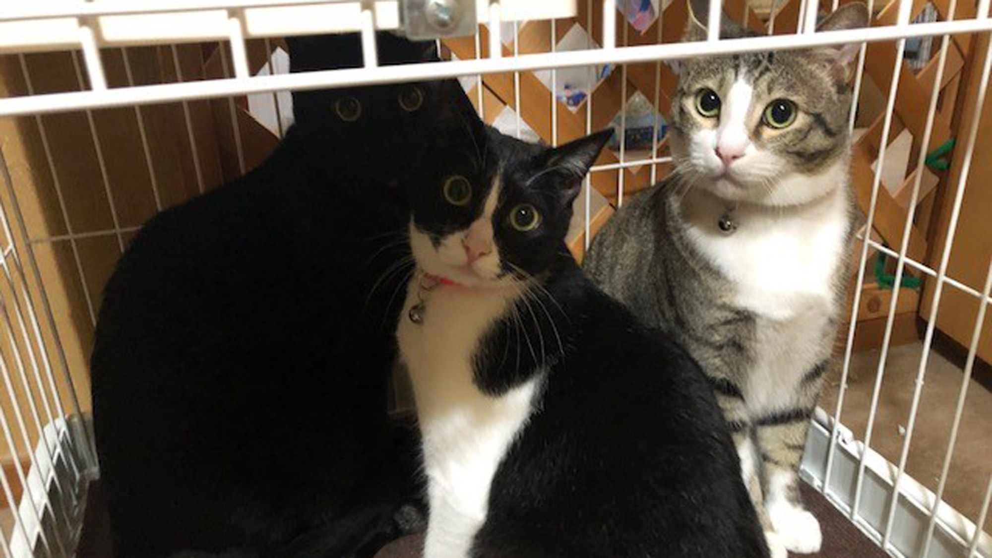 *［当館の飼い猫たち］私室におりますため館内外に出ることはありませんがよくご検討の上ご予約下さい