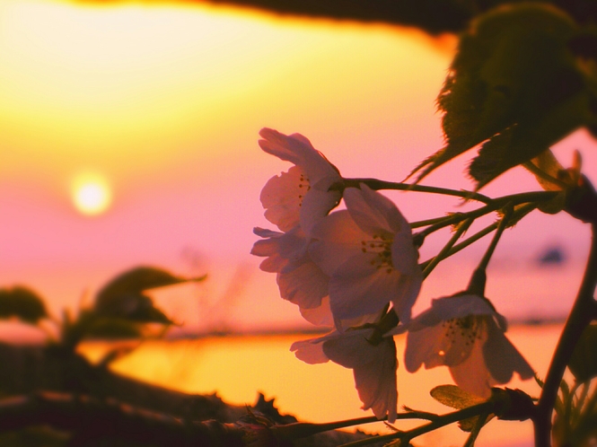 【桜と夕陽】 夕陽日本一宣言のまち、西伊豆町