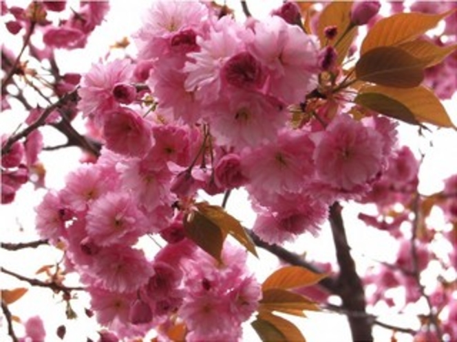 八重桜