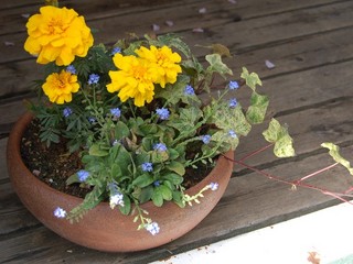 鉢植え