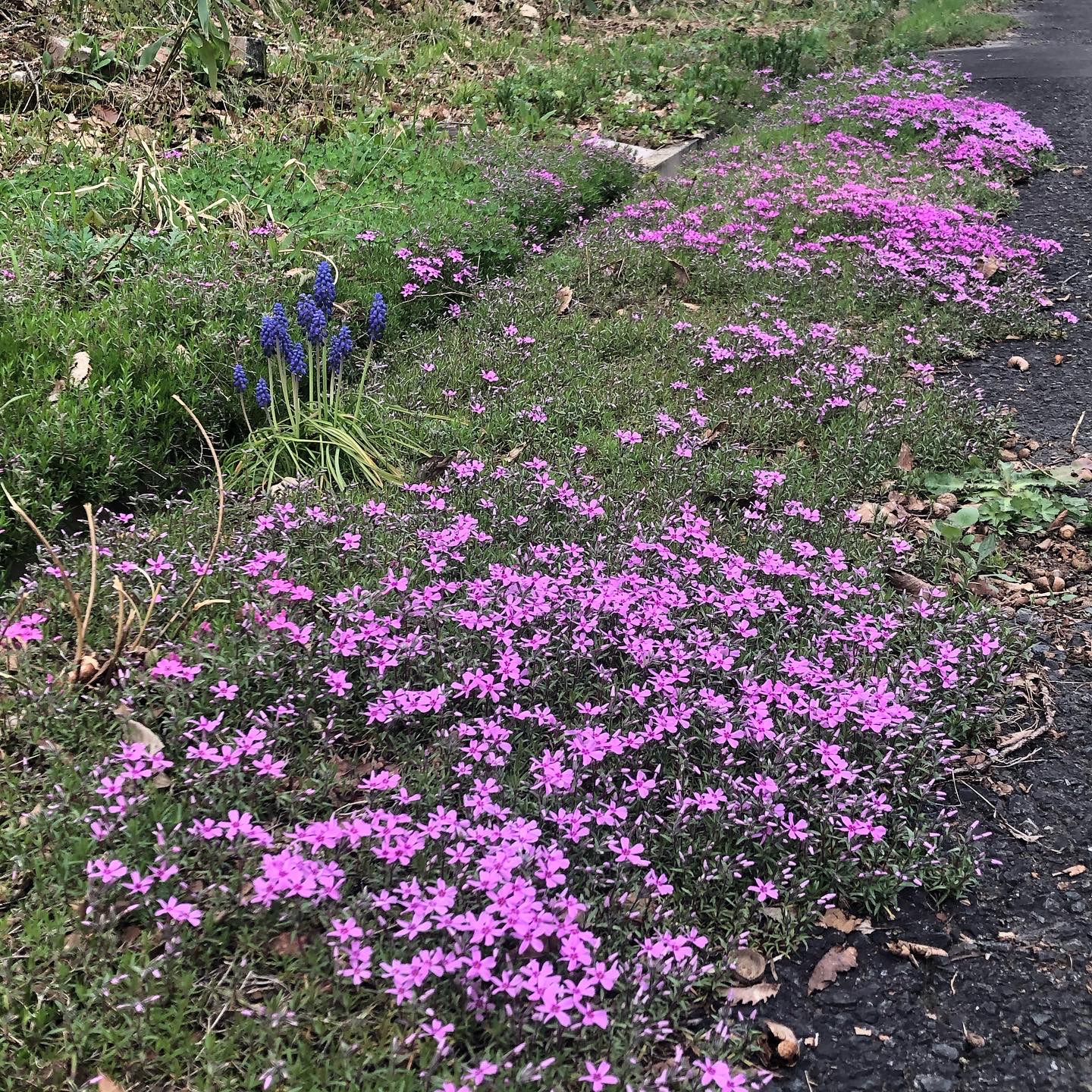 春の芝桜