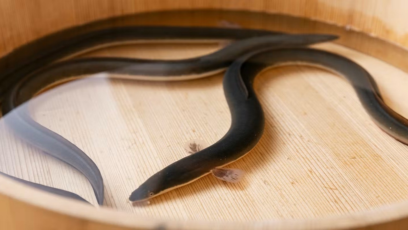 2026年4月誕生｜MIYAKE AKIRA霧｜炎のLIVEダイニング