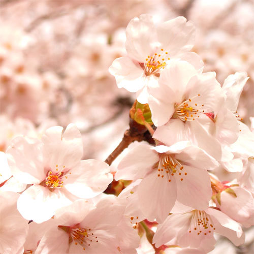 ホテル近くの甲突川でお花見をお楽しみください