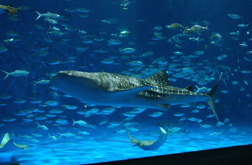 水族館チケットプラン