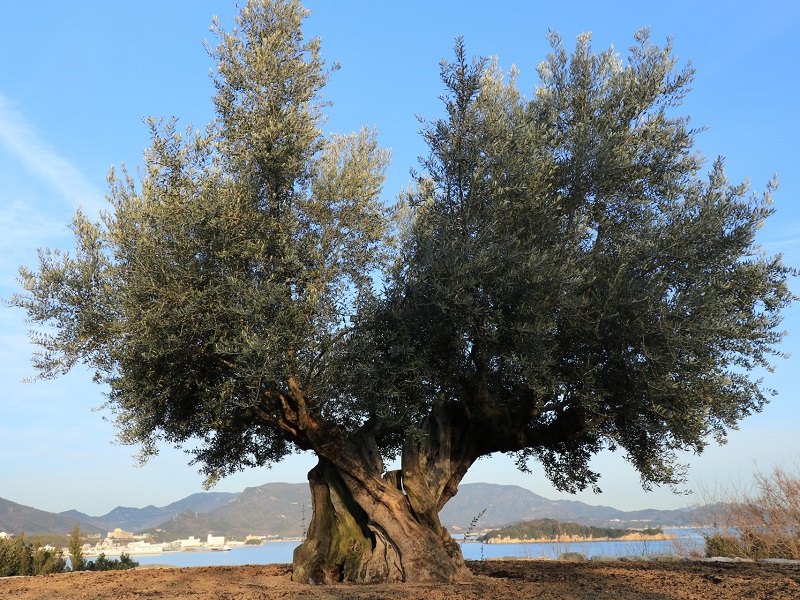 ◆樹齢1000年のオリーブの大木
