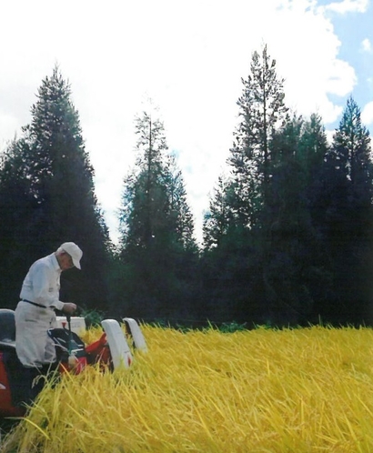 自家製のお米をご提供しています。稲刈り風景。