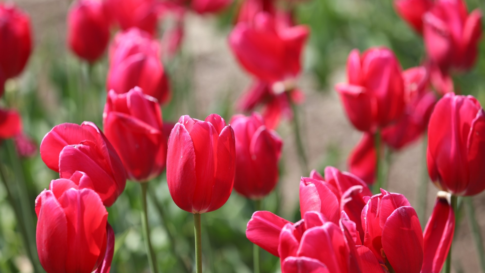 【周辺観光】花いっぱいの「くじゅう花公園」