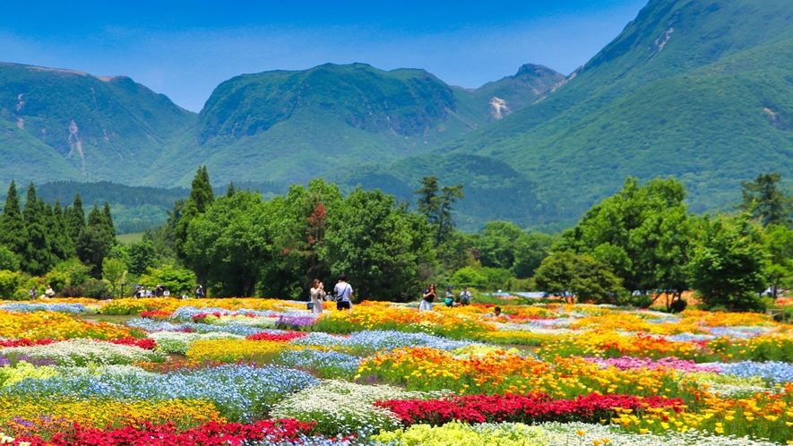 【周辺観光】日本最大級の癒しの花畑「くじゅう花公園」では四季によって様々なイベントが開かれています。