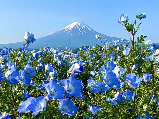 富士山とネモフィラ-5月/大石公園