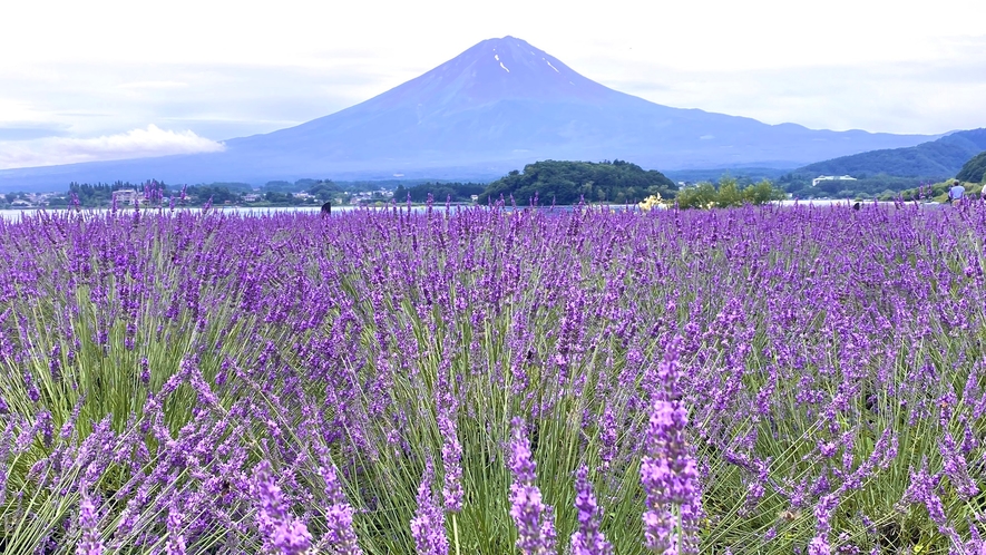 美しいラベンダーと富士山/大石公園にて