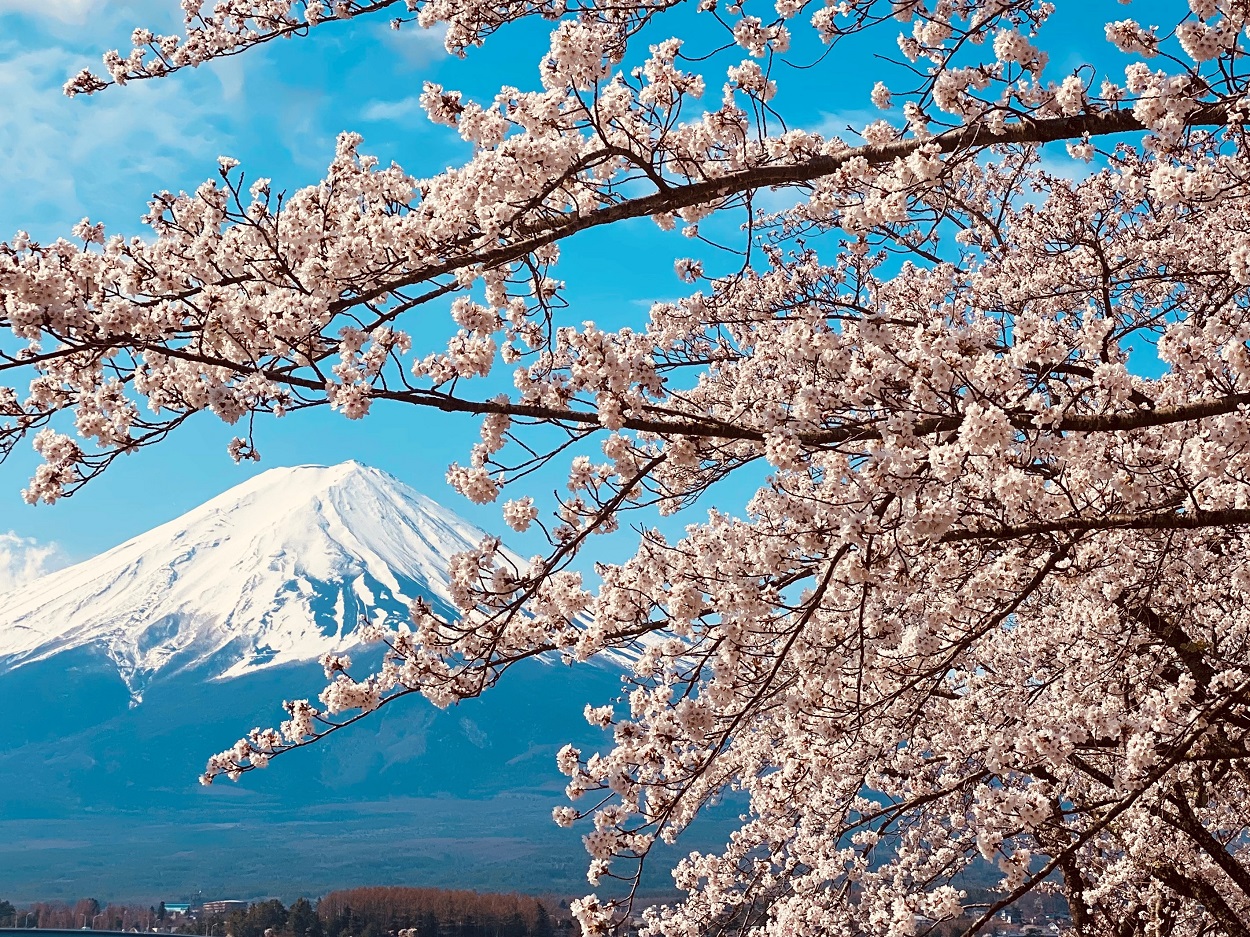 春の絶景ー４月ー（北岸ウォーキングトレイル／当施設より徒歩２分）