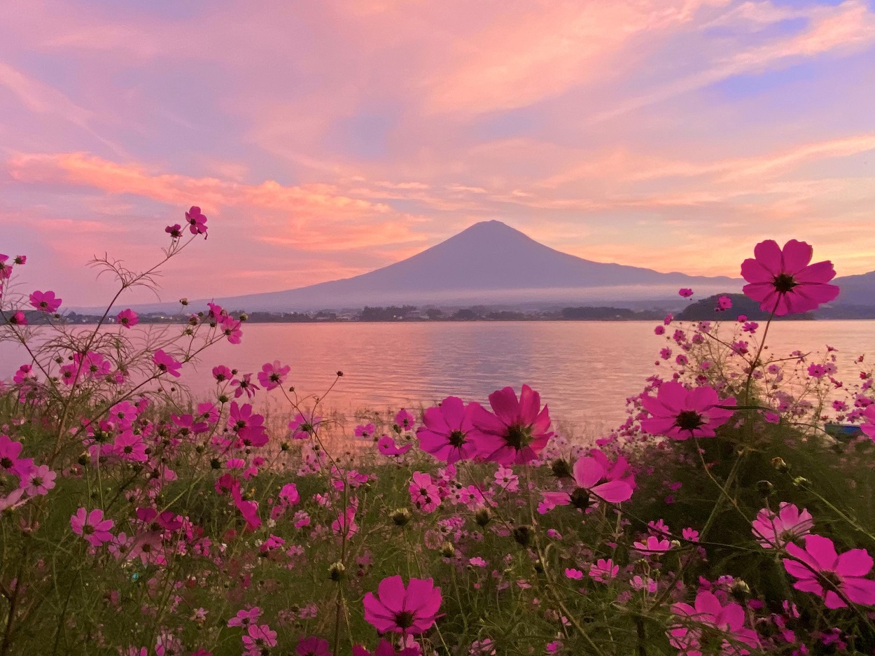 夕焼け空と秋桜-20211005