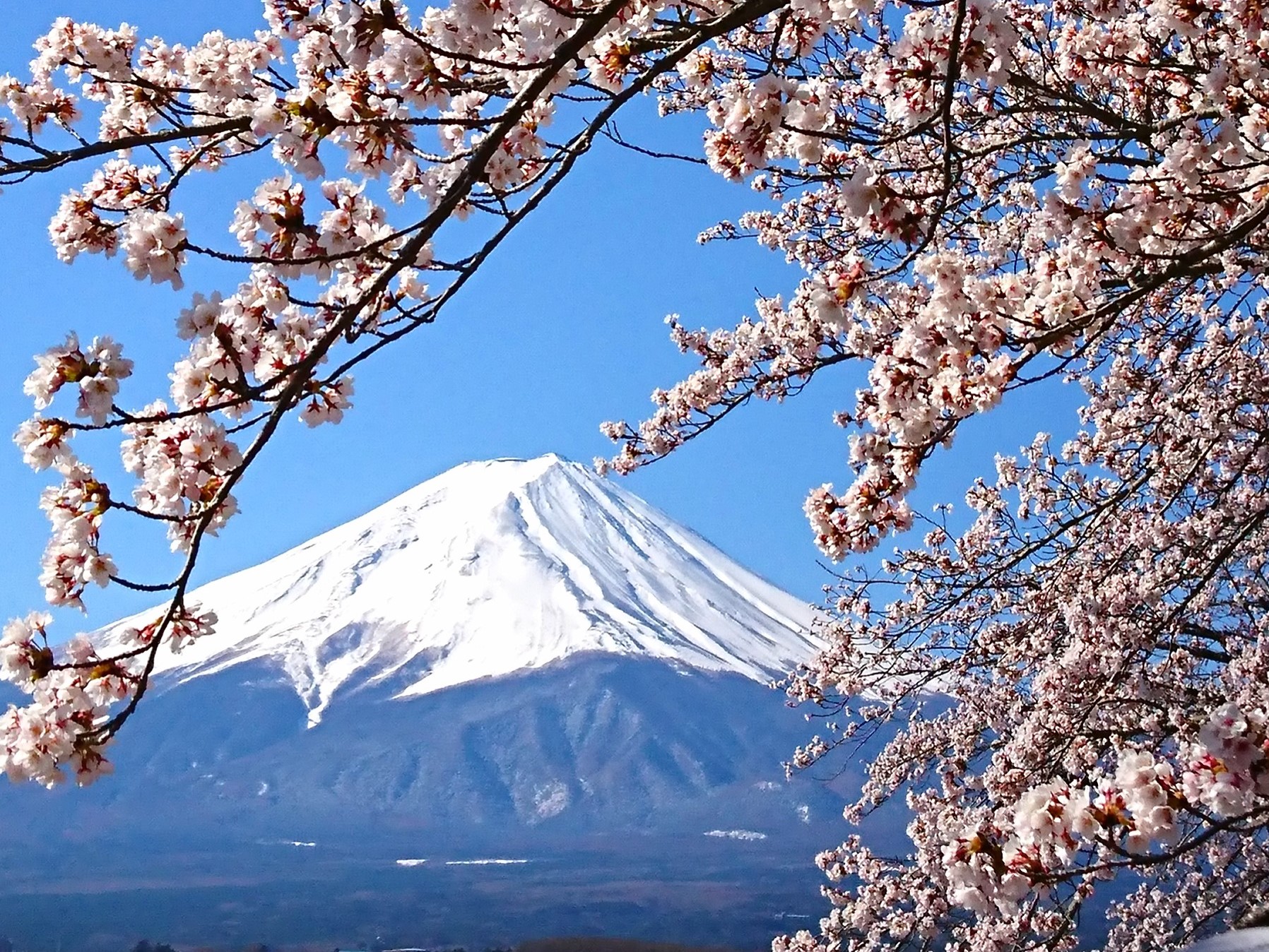 桜富士山③-4月-（北岸遊歩道/当施設より徒歩２分）