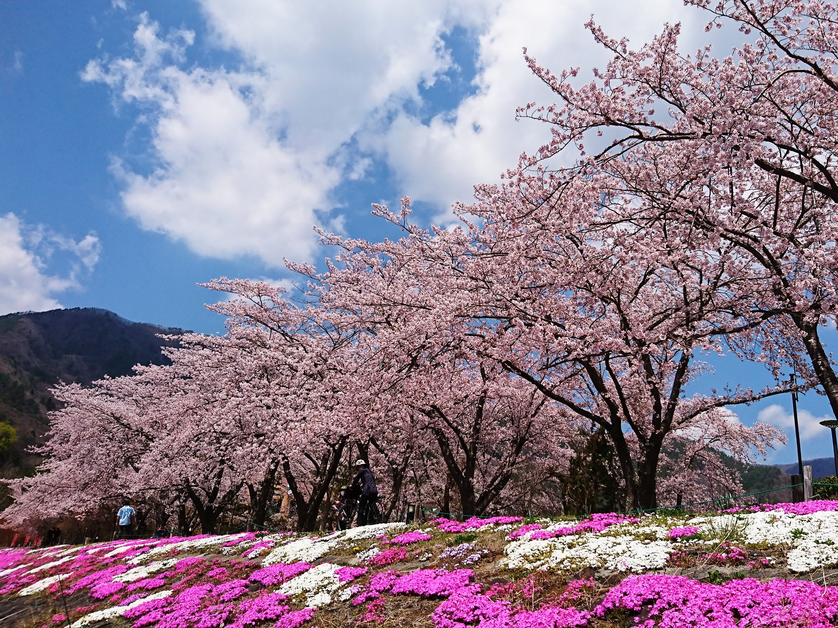 桜並木-4月-（北岸遊歩道/当施設より徒歩2分）