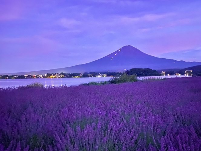 夏の富士山とラベンダー畑