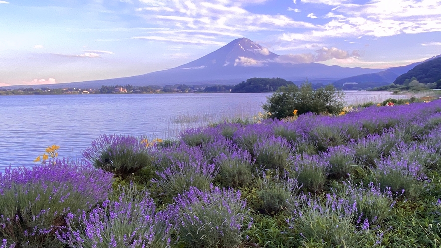 美しいラベンダー畑と富士山/夕景