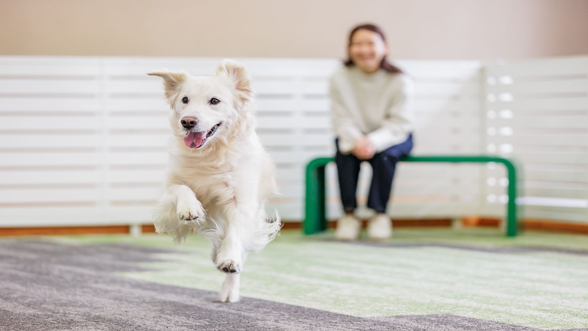 2026年4月わんちゃんと泊まれるホテルにリブランド【特別会席】旬の海の幸 山の幸を満喫する