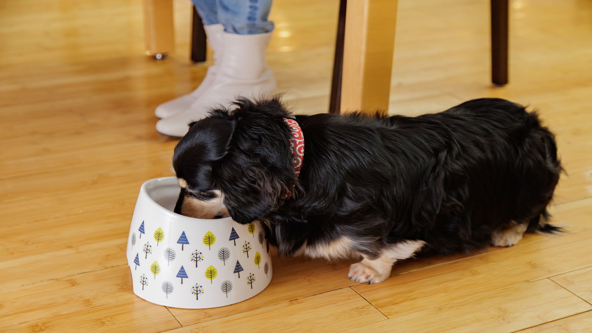 【2026年4月11日～】わんちゃん用夕食メニューもご用意しております♪（画像はイメージ）