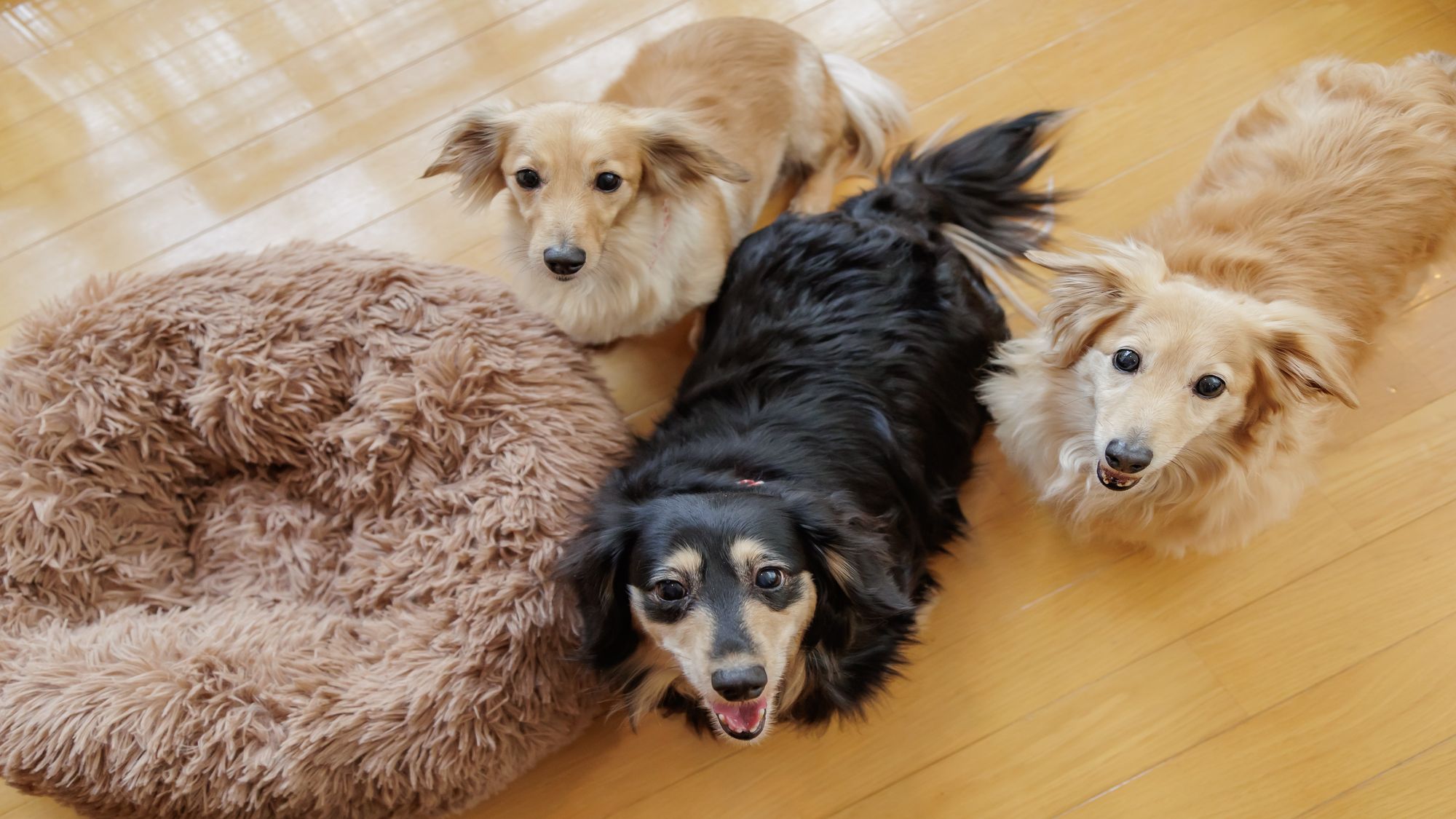 2026年4月11日から「亀の井ホテル 大和平群」は「わんわんパラダイス 奈良生駒」へリブランド！