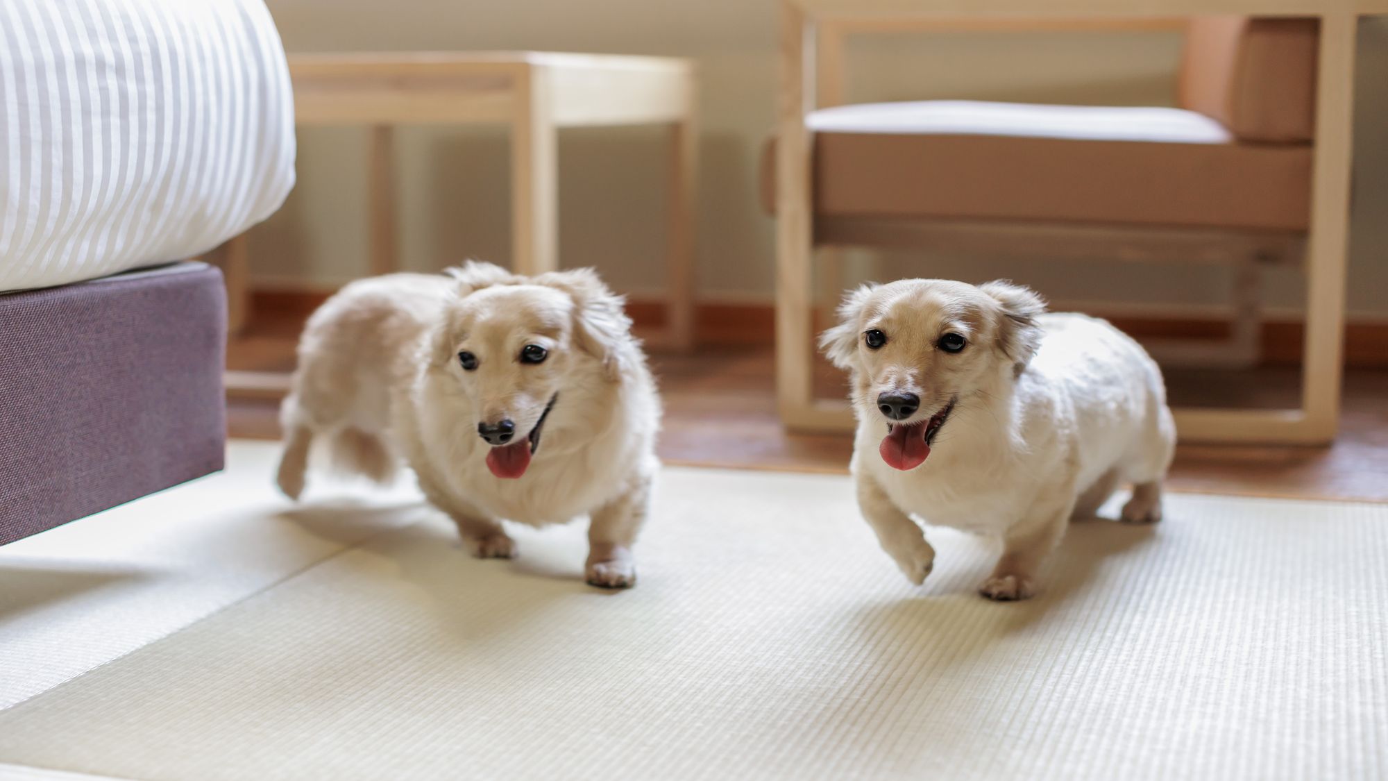お部屋はもちろん、館内やレストランなどわんちゃんと一緒にホテルステイを楽しむことができます。※画像はイメージ