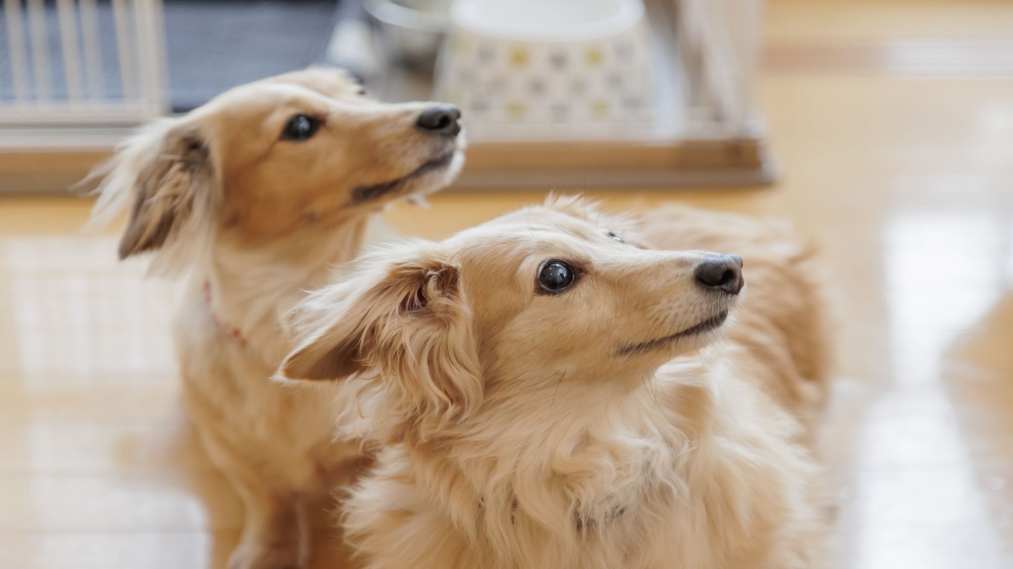 お部屋はもちろん、館内やレストランなどわんちゃんと一緒にホテルステイを楽しむことができます。※画像はイメージ