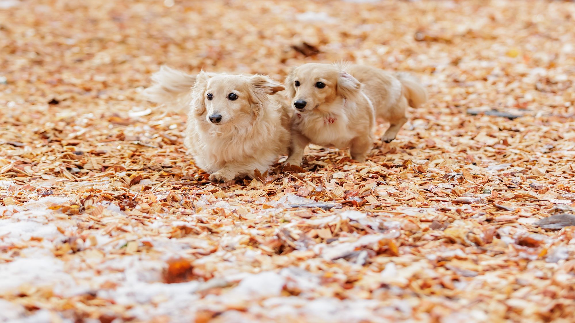 【2026年4月11日～】屋内/屋外ドッグランでわんちゃんも楽しめます（画像はイメージ）