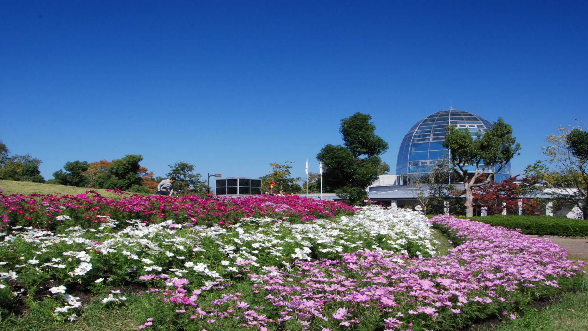 馬見丘陵_中央エリア芝生の丘_コスモス