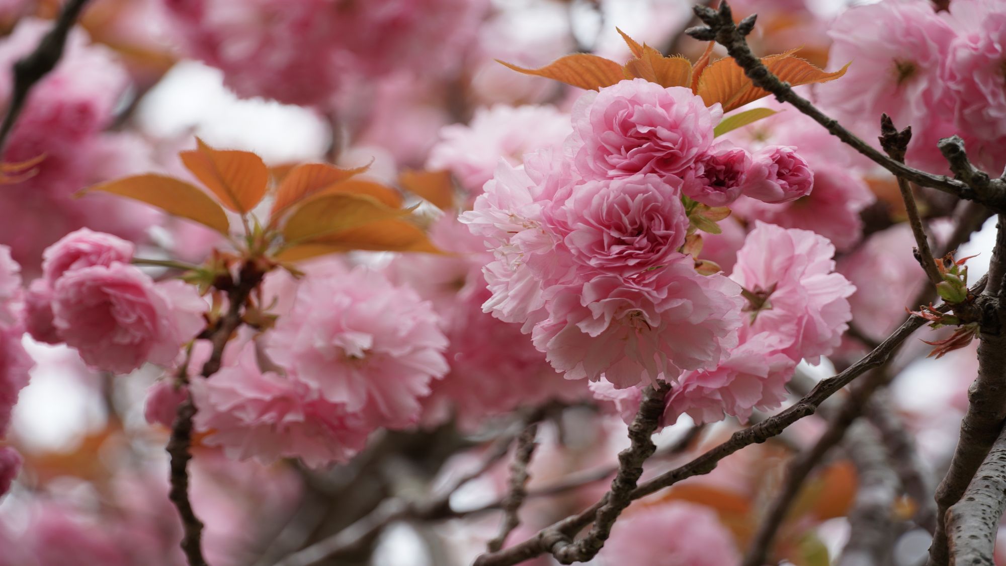 権現山公園（水郷潮来桜まつり）