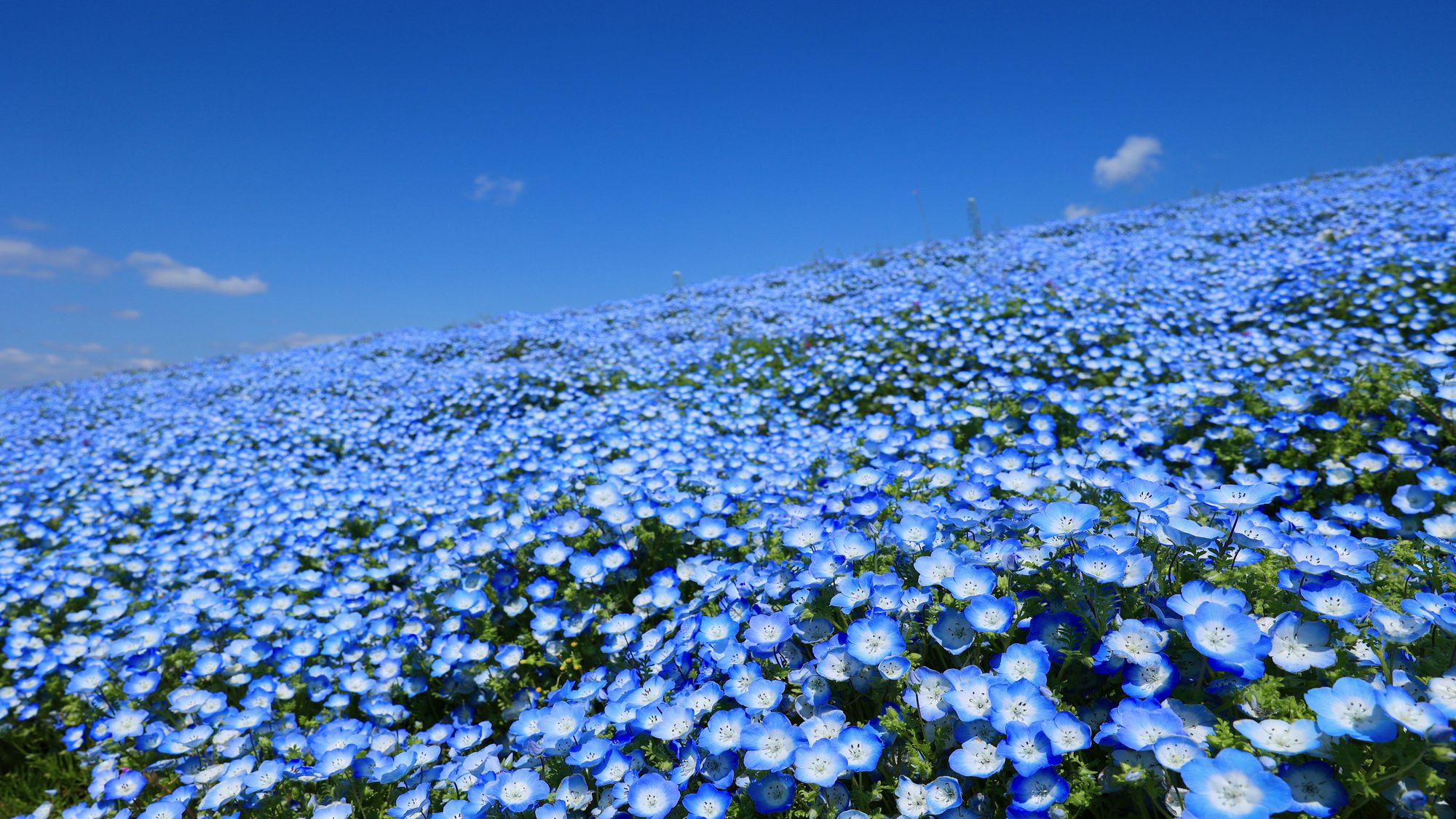 国営ひたち海浜公園