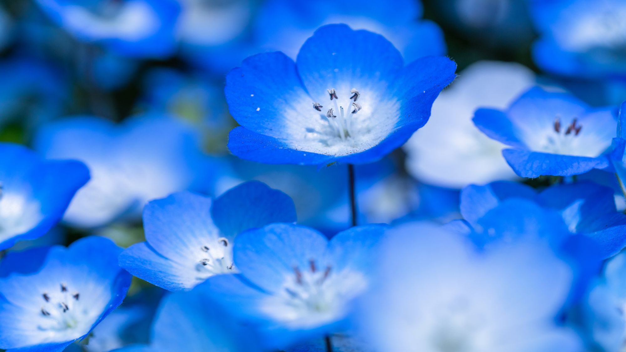 国営ひたち海浜公園「みはらしの丘」ネモフィラ