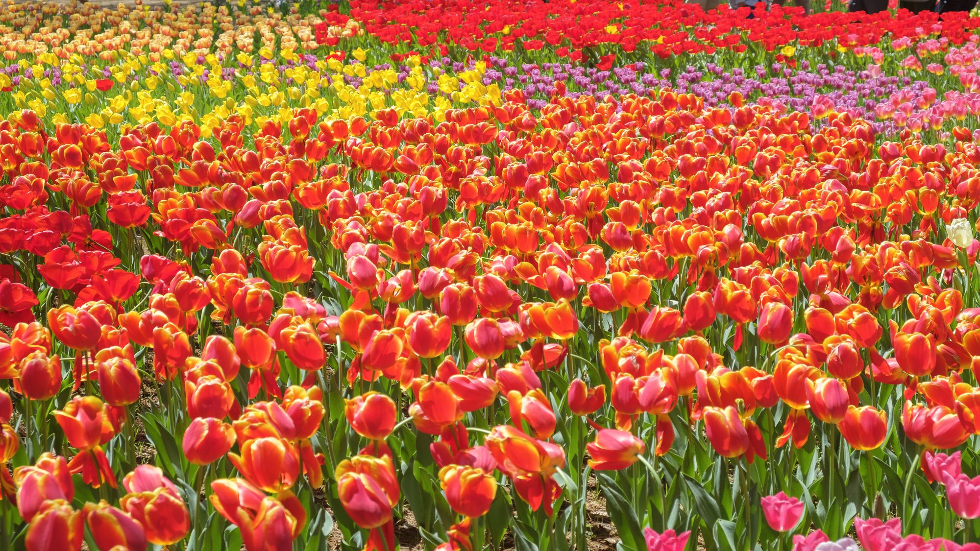 国営ひたち海浜公園「たまごの森フラワーガーデン」チューリップ