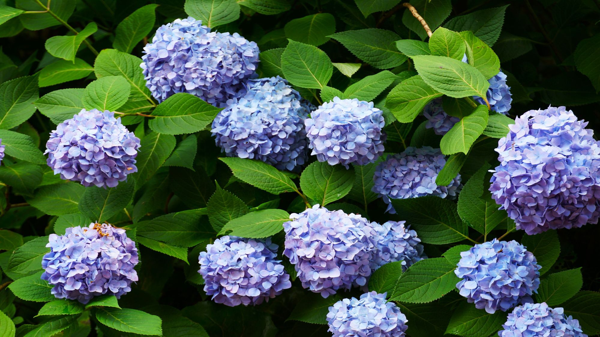 【二本松寺あじさいの杜／【6月27日(土)・28日（日）は浴衣デー】開催。