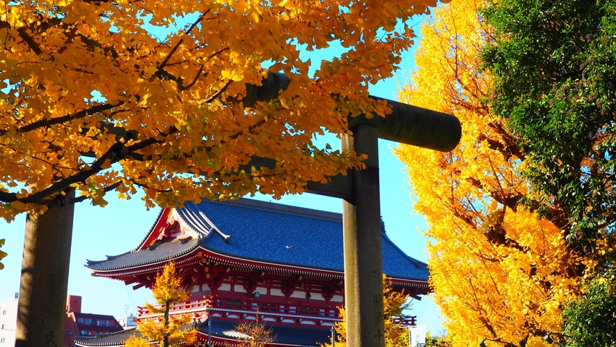*浅草寺（秋）/浅草神社の鳥居から見た浅草寺本堂
